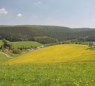 Watterbach im Frühling