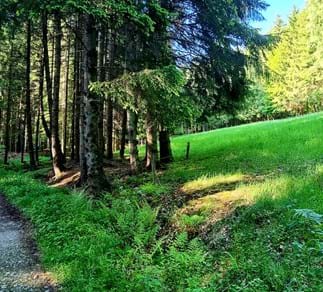 Waldweg Nähe "Schrage Mühle"