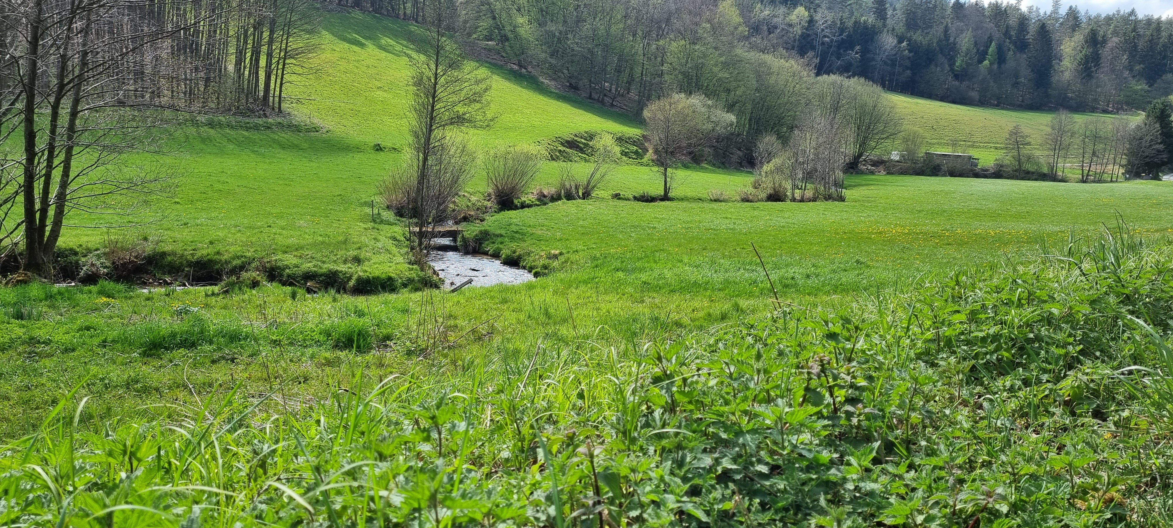 Frühlingswiese bei der Schrahmühle
