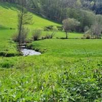 Frühlingswiese bei der Schrahmühle